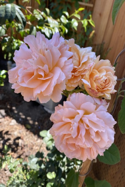 Троянда плетиста Полька (персикова, 2-3м)